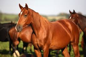 Why Do We Think That Horses Are So Beautiful?