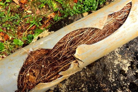 Some of the Big Problems Caused by Tree Roots
