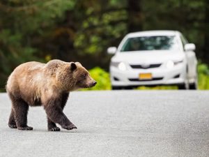 auto insurance in Alaska