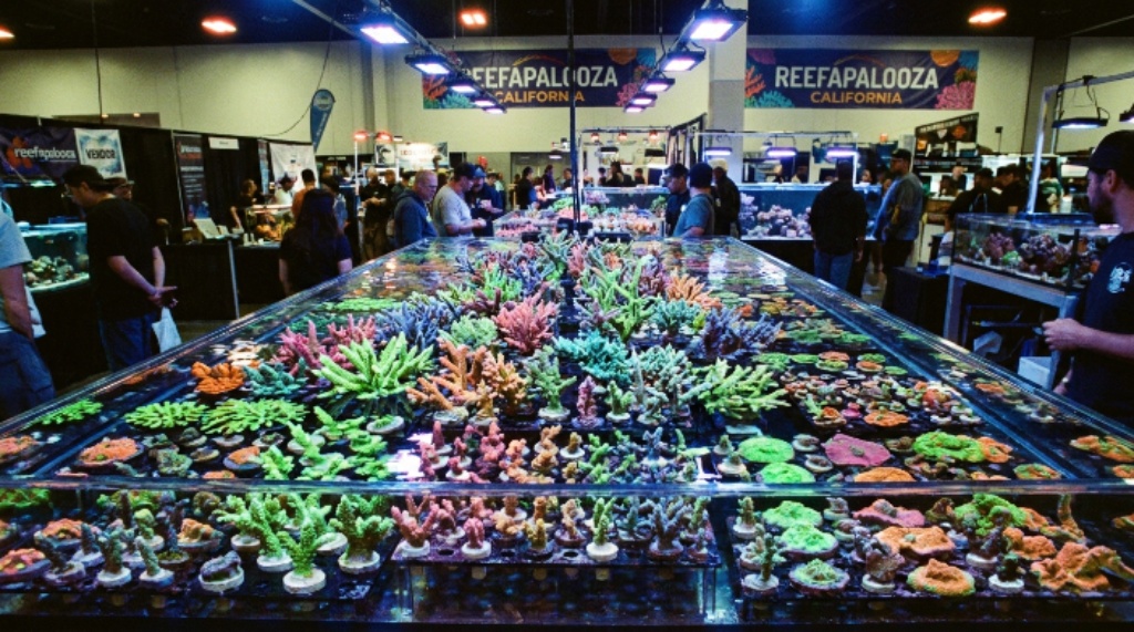 Colorful coral frags on display at Reefapalooza California aquarium show